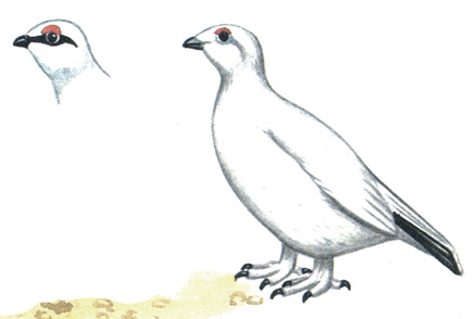 111.   - Lagopus lagopus