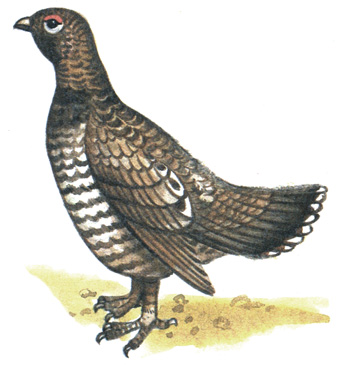 112.  - Falcipennis falcipennis