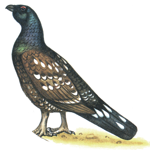 113.   - Tetrao parvirostris