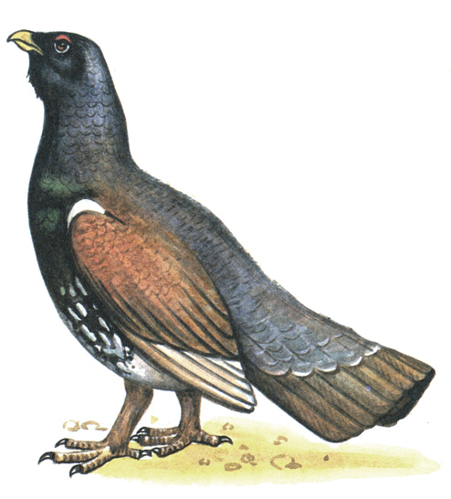 114.  - Tetrao urogallus
