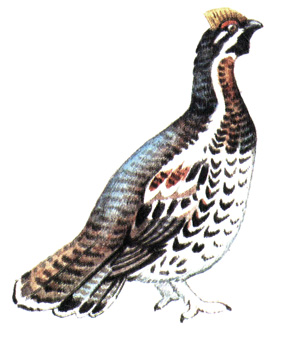 117.  - Tetrastes bonasia