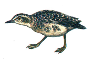 118.  - Turnix tanki