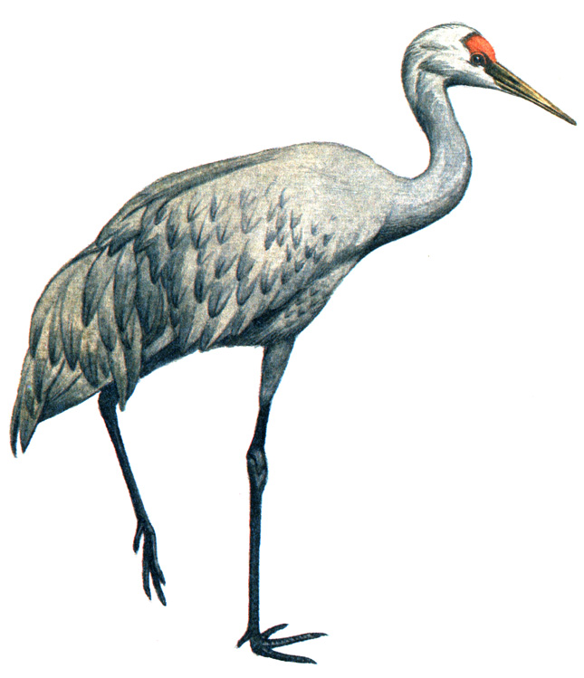 119.   - Grus canadensis