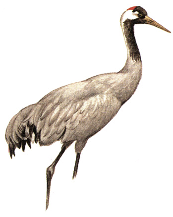 120.   - Grus grus