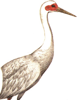 121.   - Grus vipio