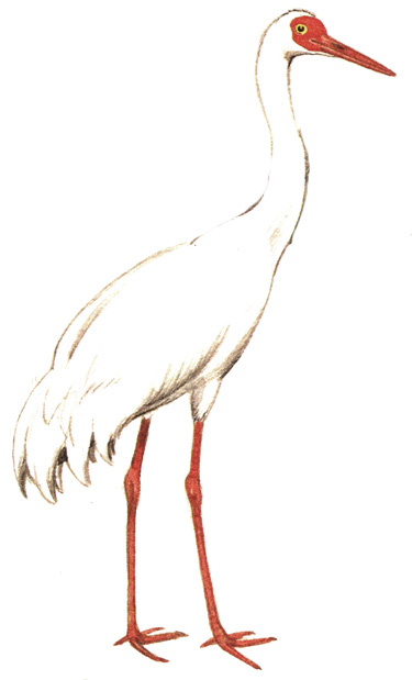 123.  - Grus leucogeranus