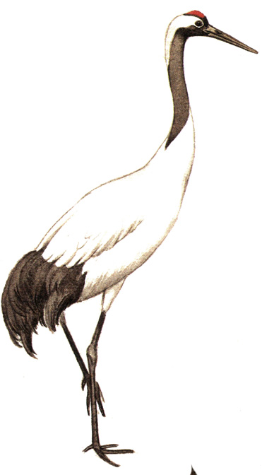 124.   - Grus japonensis