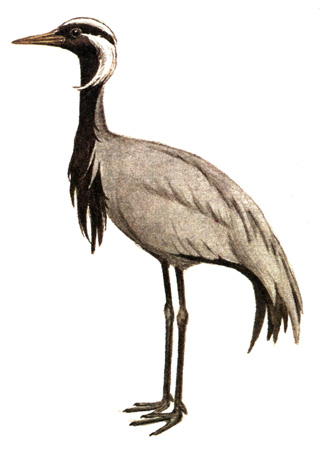 125.  - Anthropoides virgo