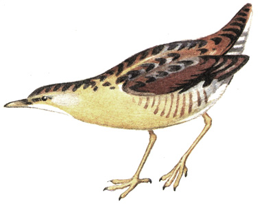 126.  - Crex crex