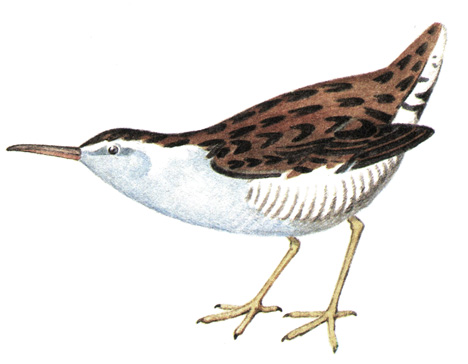 129.   - Pallus aquaticus