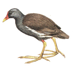 130.  - Gallinula chloropus