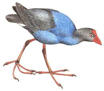131.  - Porphyrio poliocephalus