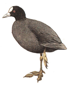 132.  - Fulica atra