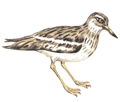 136.  - Burhinus oedicnemus
