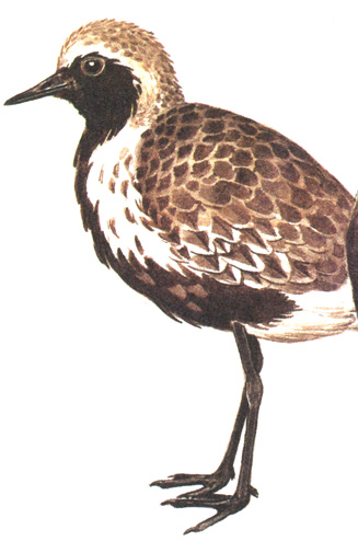 137.  - Squatarola squatarola