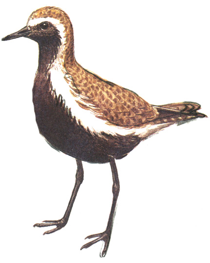 138.   - Pluvialis apricarius