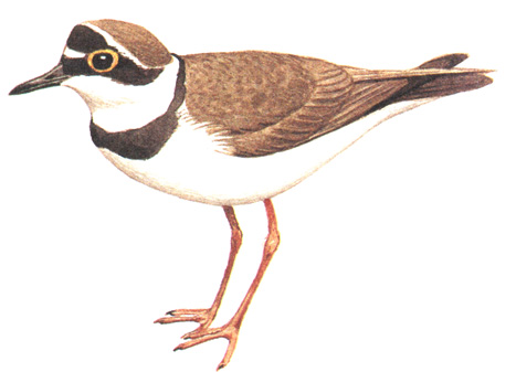 139.   - Charadrius dubius