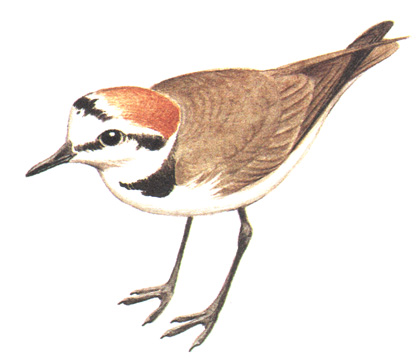 140.   - Charadrius alexandrinus