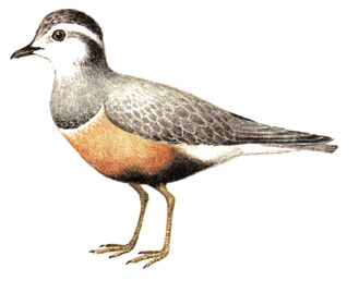 141.  - Eudromias morinellus