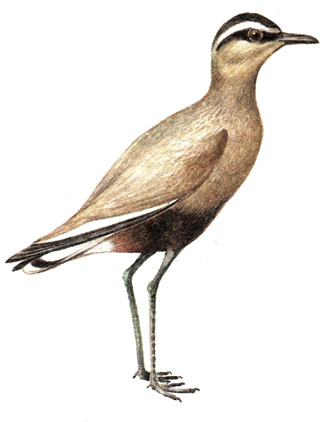 142.  - Chettusia gregaria