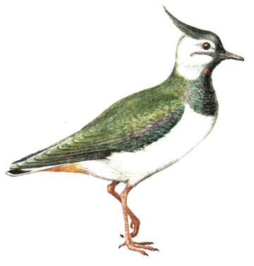 143.  - Vanellus vanellus