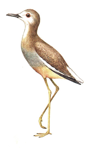 144.   - Vanellochettusia leucura