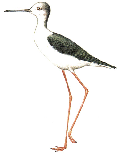 145.  - Himantopus himantopus