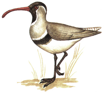 147.  - Ibidorhyncha struthersii