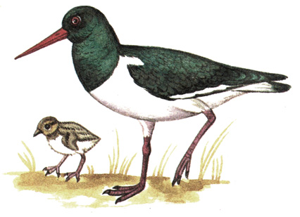 148. - - Haematopus ostralegus