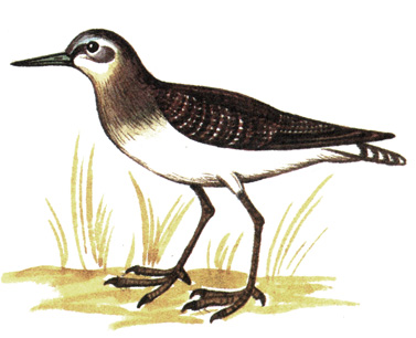 149.  - Tringa ochropus