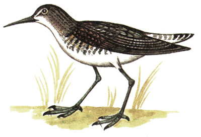 150.  - Tringa glareola