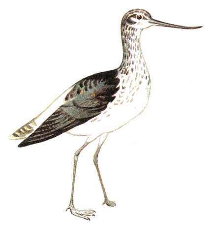151.   - Tringa nebularia