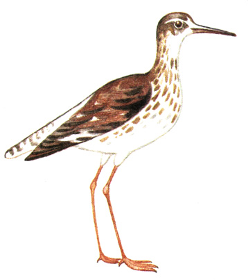 152.  - Tringa totanus