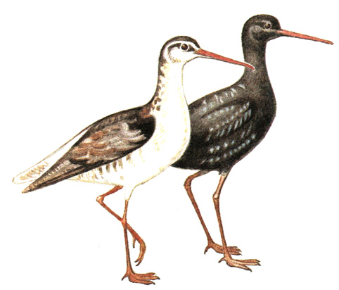 153.  - Tringa erythropus