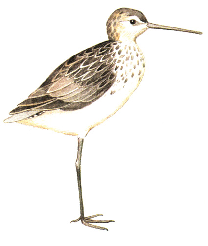 154.  - Tringa stagnatilis