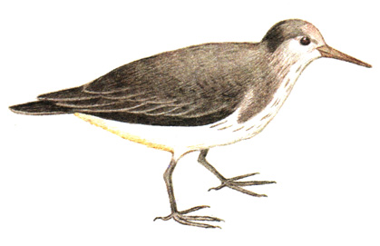 155.  - Actitis hypoleucos