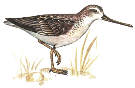156.  - Xenus cinereus