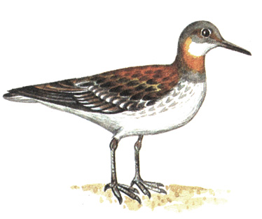 157.   - Phalaropus lobatus