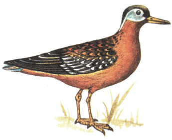 158.   - Phalaropus fulicarius