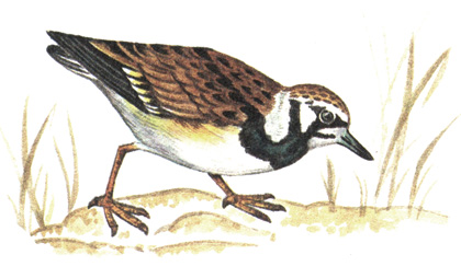 159.  - Arenaria interpres