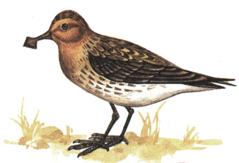 161. - - Eurynorhynchus pygmeus
