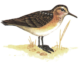 162. - - Calidris minutus
