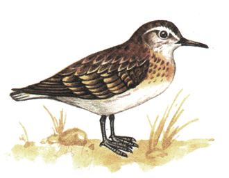 163.   - Calidris temminckii