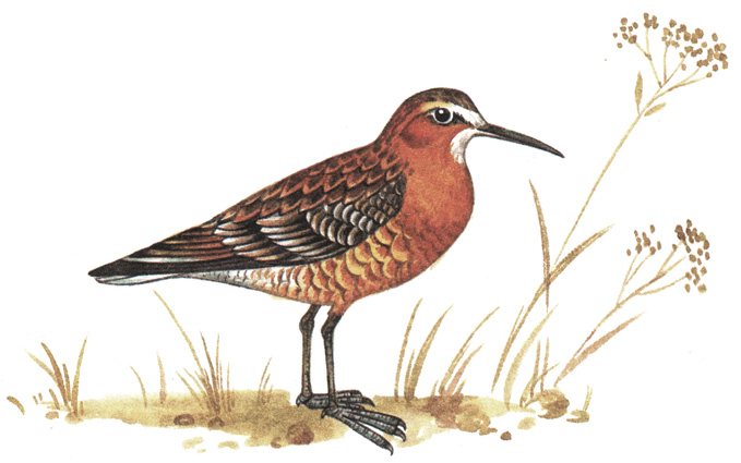 164.  - Calidris ferruginea