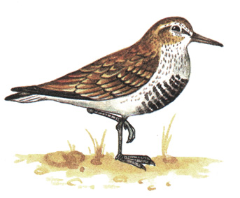 165.  - Calidris alpina