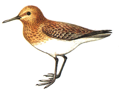166.  - Calidris alba
