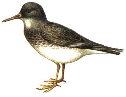 167.   - Calidris maritima