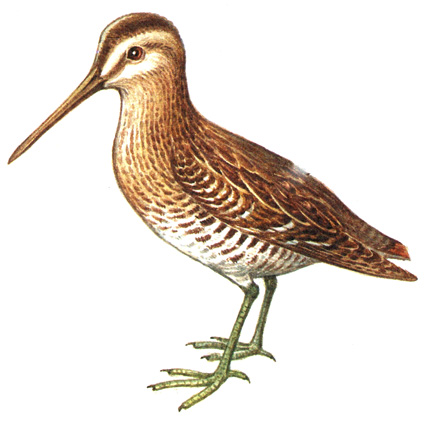 168.  - Gallinago media