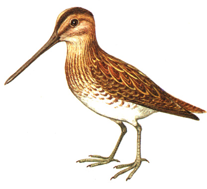 169.  - Gallinago gallinago
