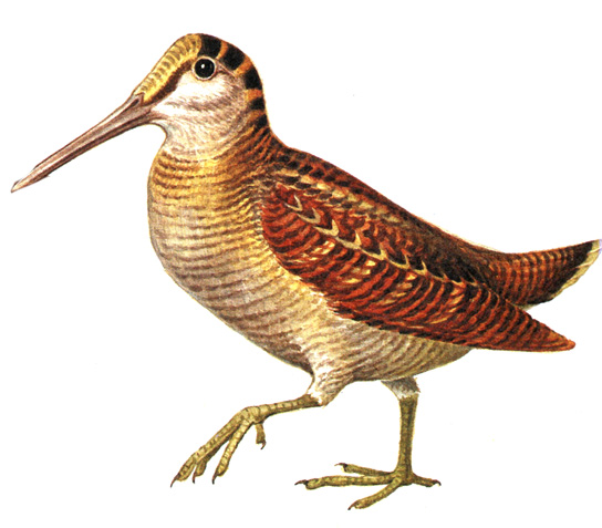 170.  - Scolopax rusticola